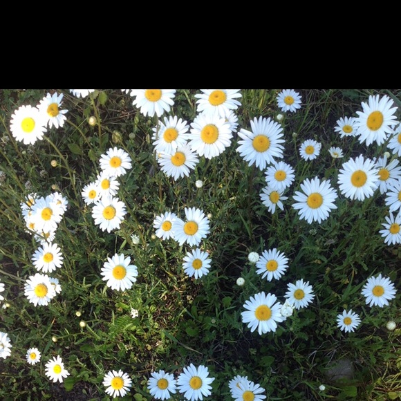 Meet your Posher, Megan - Picture 3 of 4